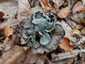Sötét trombitagomba (Craterellus cornucopioides), Őrség